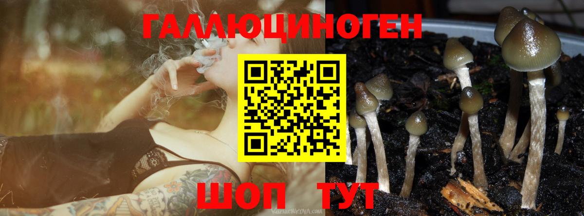 Подольск  Галлюциногенные грибы прущие грибы  Вход с VPN 